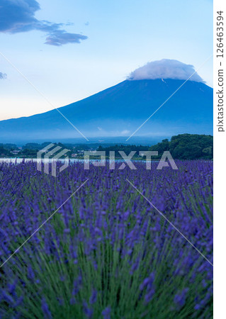[Summer Material] Mt. Fuji and lavender as seen from Lake Kawaguchi in the morning [Yamanashi Prefecture] 126463594