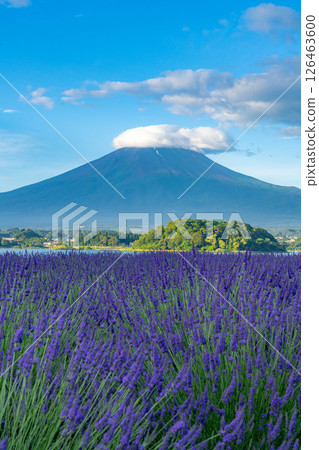 【夏日素材】清晨從河口湖眺望富士山和薰衣草【山梨縣】 【夏日素材】清晨從河口湖眺望富士山和薰衣草【山梨縣】 126463600