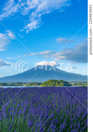 【夏日素材】清晨從河口湖眺望富士山和薰衣草【山梨縣】 126463601