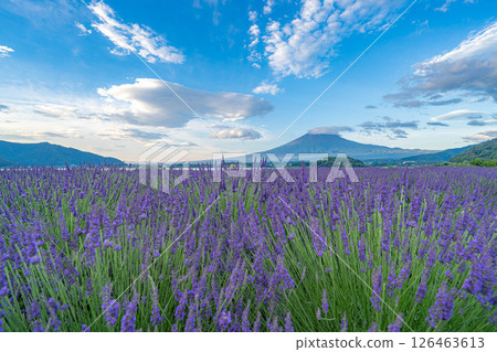 [Summer Material] Mt. Fuji and lavender as seen from Lake Kawaguchi in the morning [Yamanashi Prefecture] 126463613