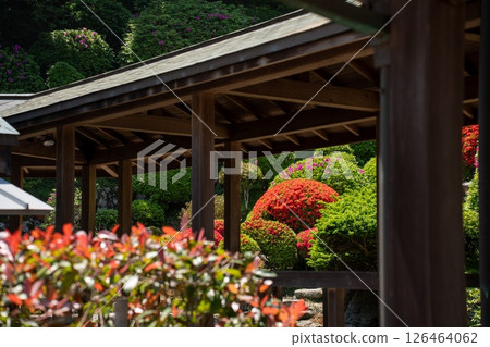 從主廳看到的杜鵑花 126464062