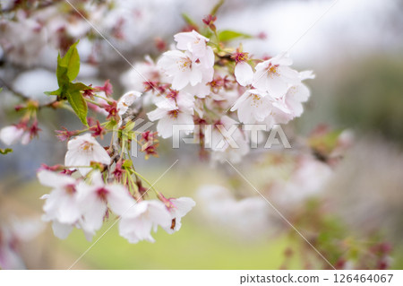 Cherry blossom Cherry blossom 126464067