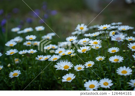 白花盛開的風景照片 126464181
