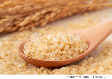 Ears of rice and germinated brown rice on a spoon 126464288
