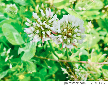 White clover White clover 126464317