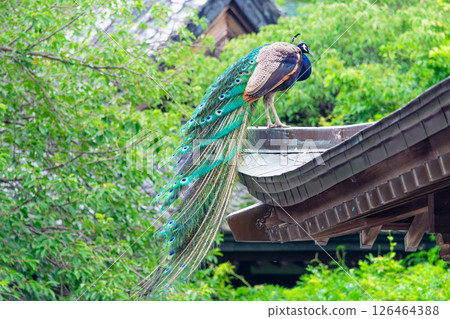 一隻羽毛美麗的孔雀 126464388