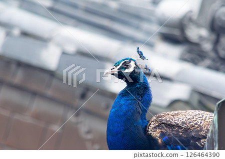 The elegant face of a peacock 126464390