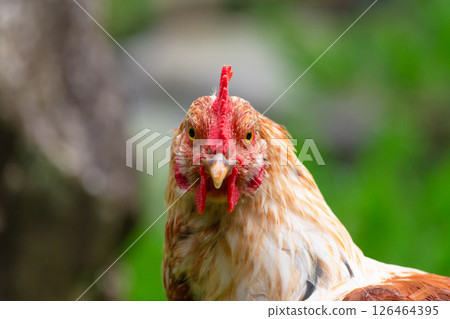 A chicken staring straight at me 126464395