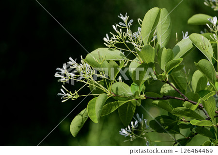 木犀科夾竹桃的開花 126464469