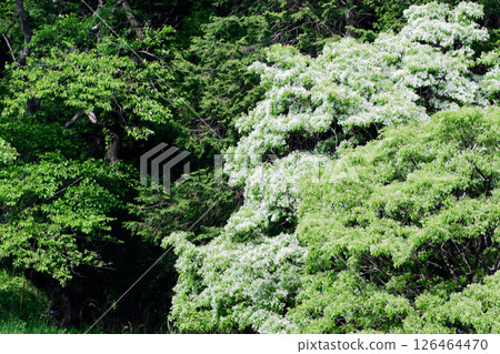 木犀科夾竹桃的開花 木犀科夾竹桃的開花 126464470