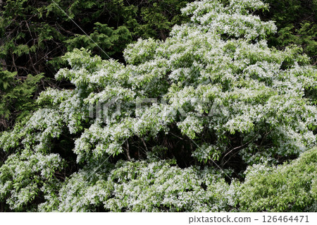 木犀科夾竹桃的開花 126464471