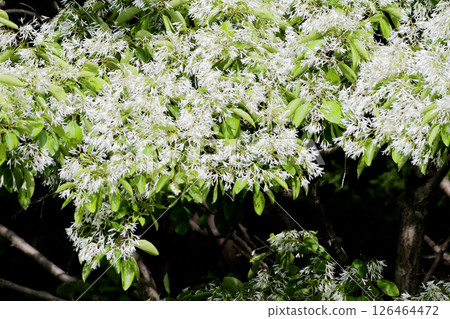 木犀科夾竹桃的開花 126464472