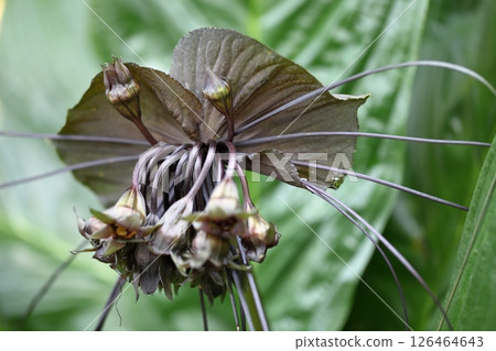 Tacca chantrieri buds and flowers 126464643