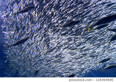 A school of shining sardines 126464696