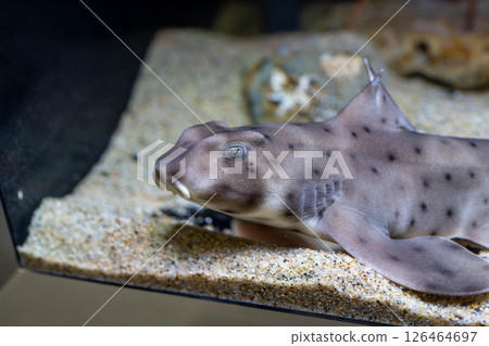 A small, still shark: a horn shark 126464697