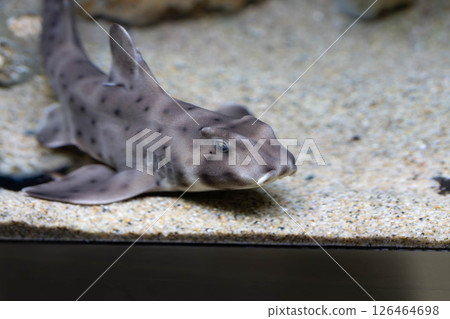 一隻小而安靜的鯊魚：角鯊 126464698