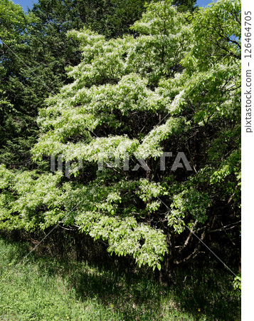 木犀科夾竹桃的開花 126464705