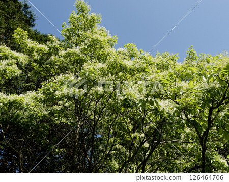 木犀科夾竹桃的開花 126464706