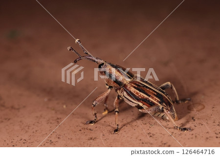 Living creatures, insects, white-spotted weevil, body length excluding the proboscis is over one centimeter. It has beautiful brown, black, and white vertical stripes. 126464716