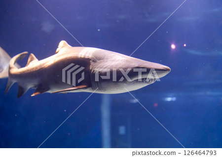The impressive appearance of a grey nurse shark 126464793
