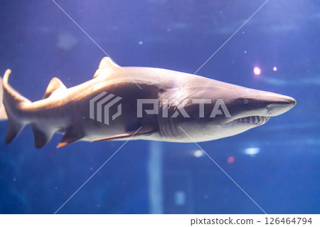 The impressive appearance of a grey nurse shark 126464794