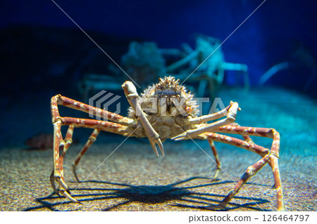 A large spider crab seen from the front 126464797