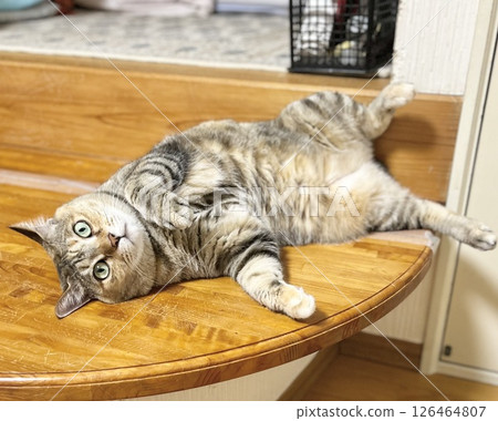 A brown cat sleeping on its back on a bench A brown cat sleeping on its back on a bench 126464807