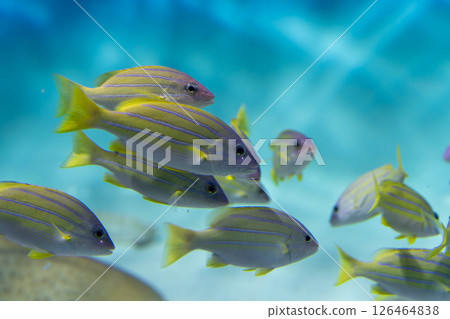 一群條紋鯛魚在水中游動 126464838