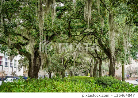 A street in Savannah A street in Savannah 126464847