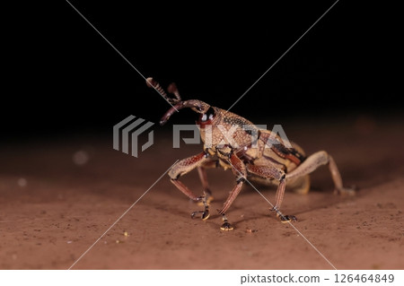 生物昆蟲白地像鼻蟲，原產於菲律賓。沖繩的甘蔗遭受了破壞。 126464849