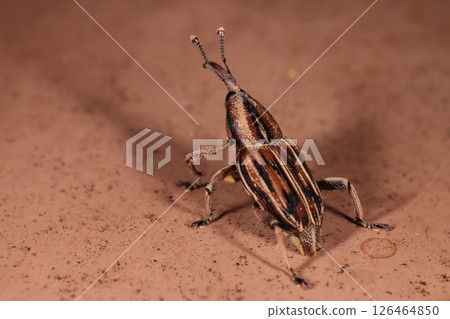 在石垣島發現的生物/昆蟲/白地像鼻蟲。菲律賓本土的地甲蟲，於 20 世紀 70 年代引入 126464850