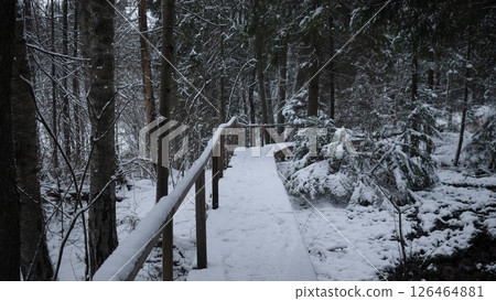 Snow covers the ground as a wooden boardwalk guides through a peaceful forest, flanked by large evergreen trees under a gray winter sky. 126464881