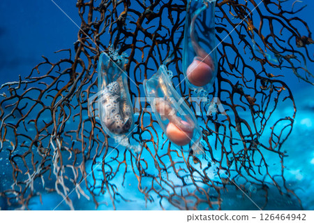 Sarawaxwell shark and its transparent eggs Sarawaxwell shark and its transparent eggs 126464942