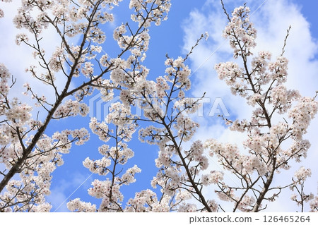 有藍天的櫻花 126465264