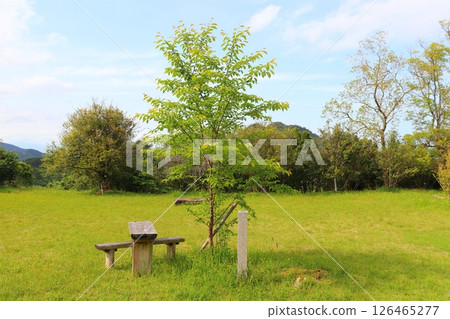 公園，草地，樹木，藍天，雲彩 126465277