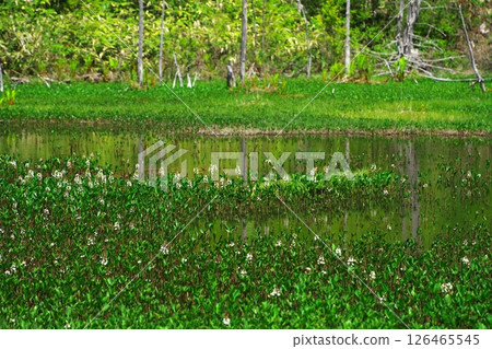 乘鞍高原的初夏：一之瀨庭園的泥鰍池與盛開的三頭樹 126465545