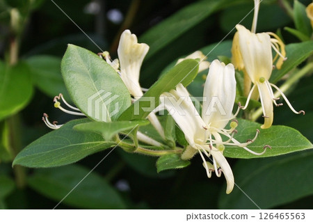 金銀花（2025年5月21日） 俗名金銀花。我親眼目睹了由於護理延遲而盛開的白色和黃色的花朵。 126465563