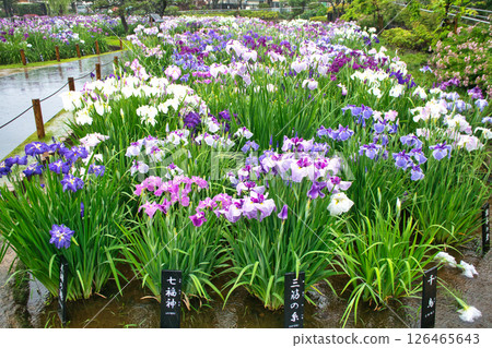 東京堀切葛飾鳶尾花節 東京堀切葛飾鳶尾花節 126465643