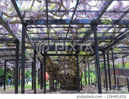 Tenjin Fuji, the oldest wisteria trellis in Hokkaido Tenjin Fuji, the oldest wisteria trellis in Hokkaido 126465838