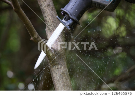 一名男子正在修剪夏季橘子樹的樹枝 一名男子正在修剪夏季橘子樹的樹枝 126465876