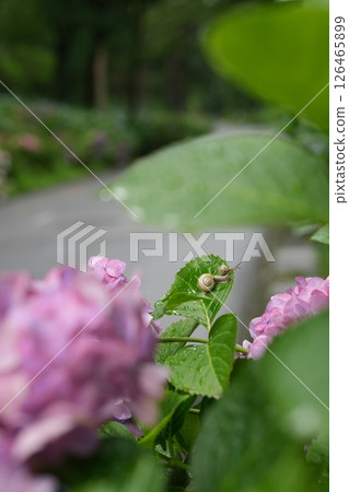 被雨水浸濕的繡球花和一隻蝸牛媽媽和一隻小蝸牛 被雨水浸濕的繡球花和一隻蝸牛媽媽和一隻小蝸牛 126465899
