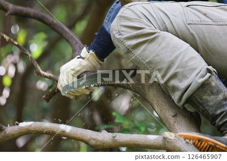 A man cutting the branches of a summer tangerine tree A man cutting the branches of a summer tangerine tree 126465907
