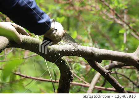 一名男子正在修剪夏季橘子樹的樹枝 126465910