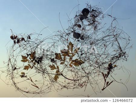 "Flying Leaf" A gravity-free world, floating leisurely in the endless sky. This is the only place where you can feel at ease. 126466072