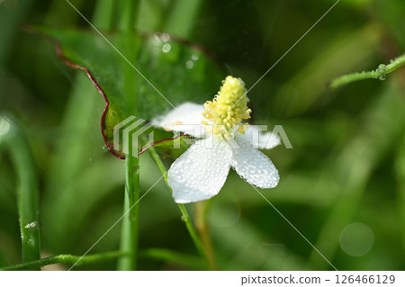 藥用植物北丹和晨露 126466129