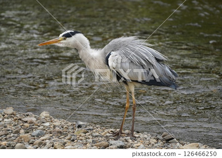 Heron 126466250
