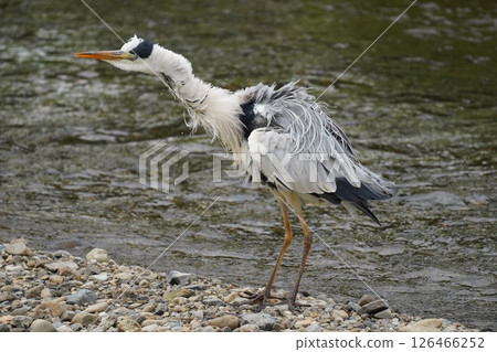 Heron 126466252