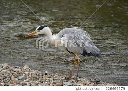 Heron Heron 126466279