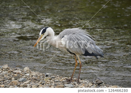 Heron Heron 126466280