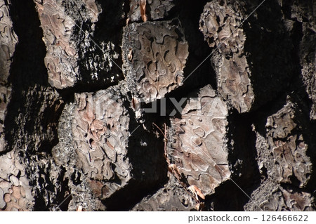 以鬆樹皮為主題的背景資料 以鬆樹皮為主題的背景資料 126466622